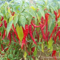 Capsicum annuum L.